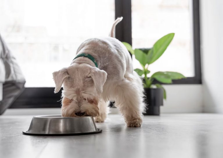 Zew Natury – naturalna karma dla psów i kotów, której możesz zaufać